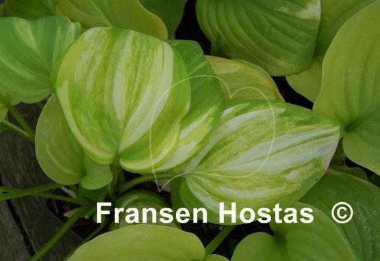 Hosta Color Parade