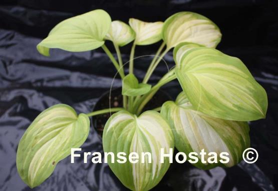 Hosta Color Parade