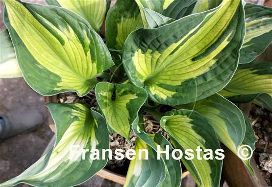 Hosta Colored Hulk