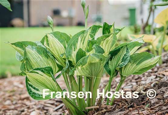 Hosta Colored Hulk