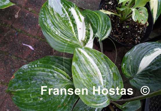 Hosta Colored Muffin