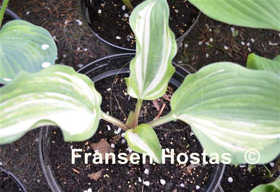 Hosta Colored Muffin