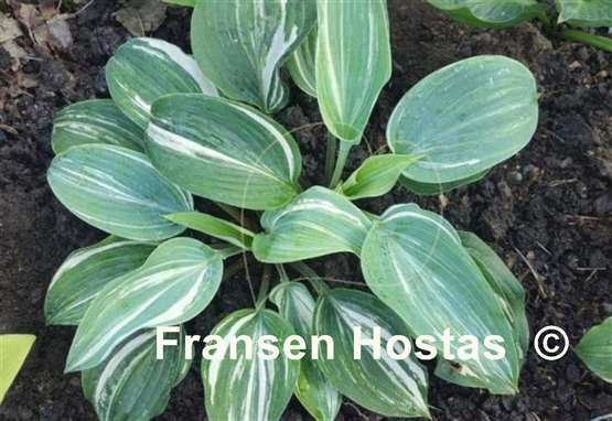 Hosta Colored Muffin