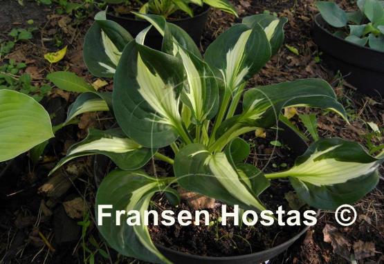 Hosta Colored Hulk