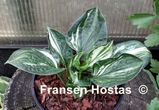 Hosta Colored Lollipop