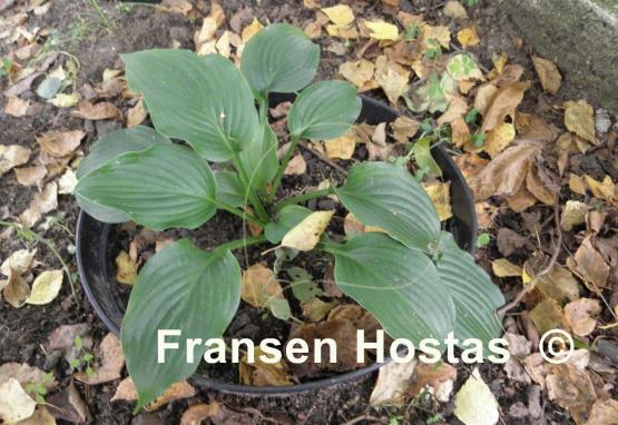 Hosta Colossal