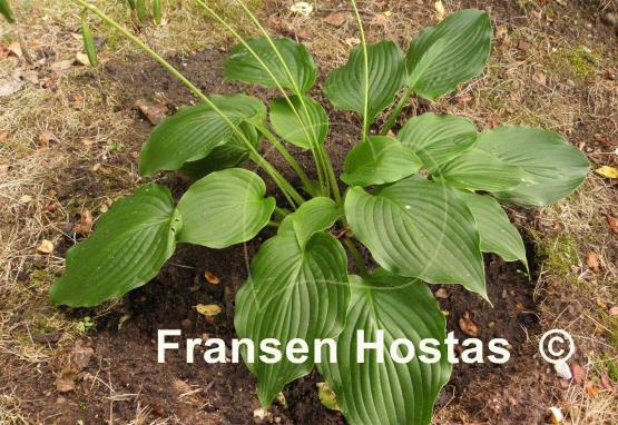 Hosta Colossal