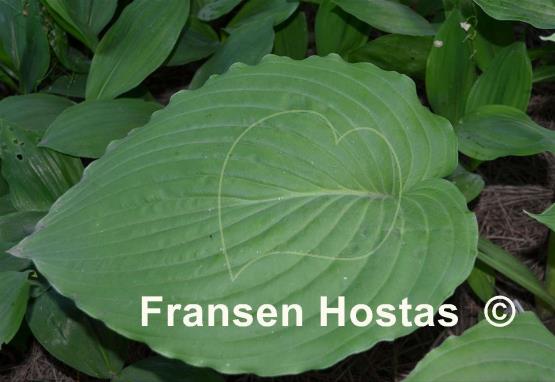 Hosta Colossal