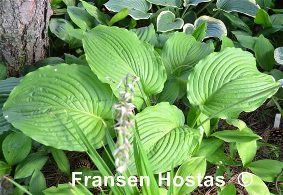 Hosta Colossal