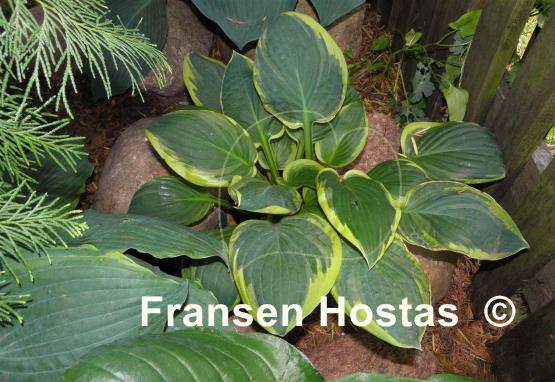 Hosta Columbus Circle