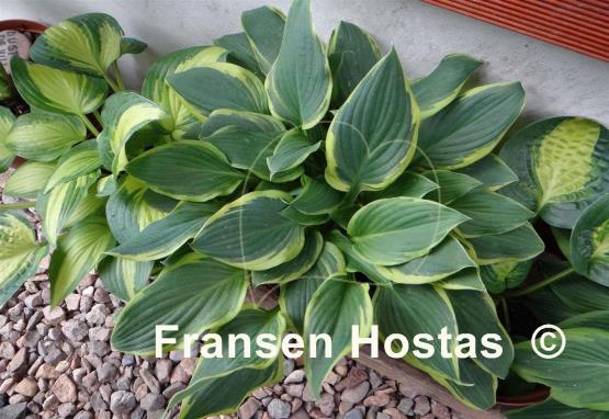 Hosta Columbus Circle