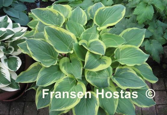 Hosta Columbus Circle