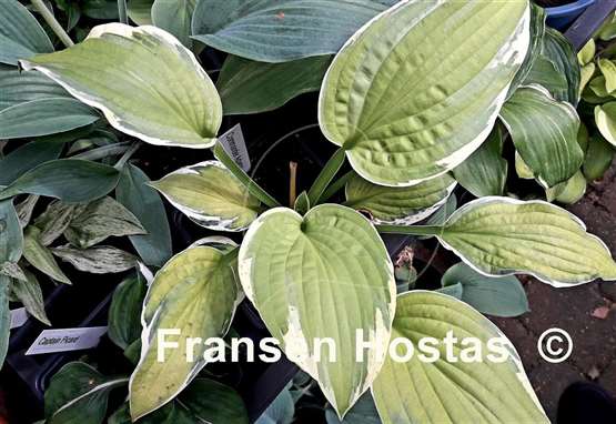 Hosta Commander Adama