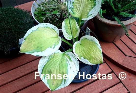 Hosta Commander Adama