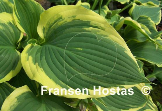 Hosta Commander