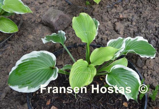 Hosta Commander