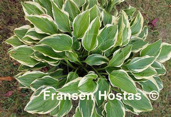 Hosta Con Te Partiro