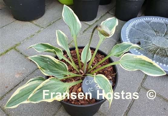 Hosta Con Te Partiro