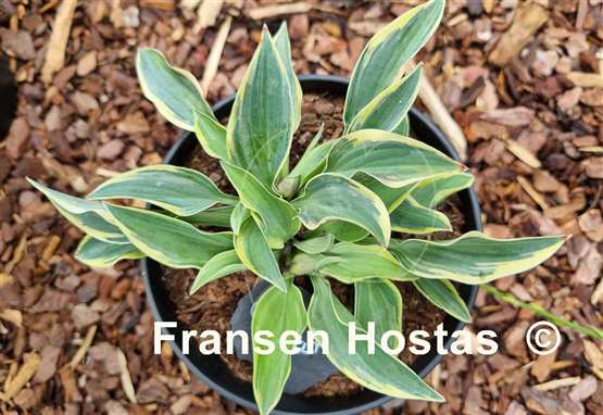 Hosta Con Te Partiro