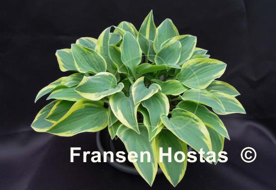 Hosta Con Te Partiro