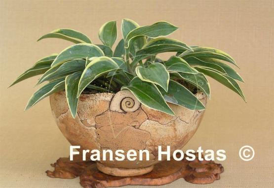 Hosta Con Te Partiro