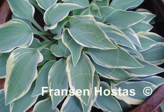 Hosta Con Te Partiro