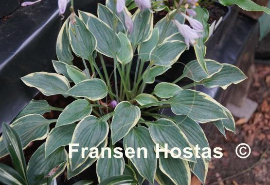 Hosta Con Te Partiro