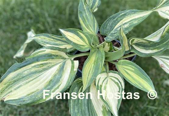 Hosta Confused Angel