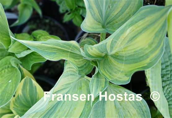 Hosta Confused Angel
