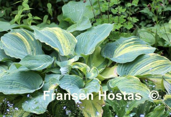 Hosta Confused Angel