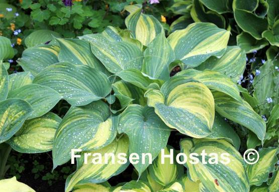 Hosta Confused Angel