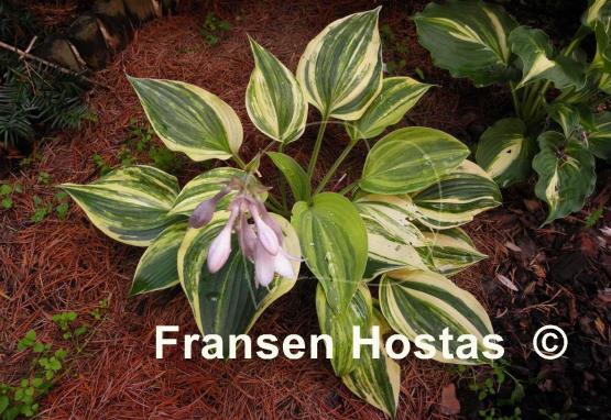 Hosta Confused Angel