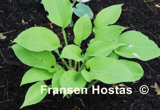 Hosta Connie Sun