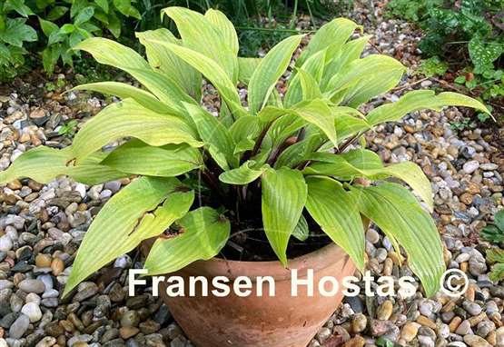 Hosta Considering Concordville