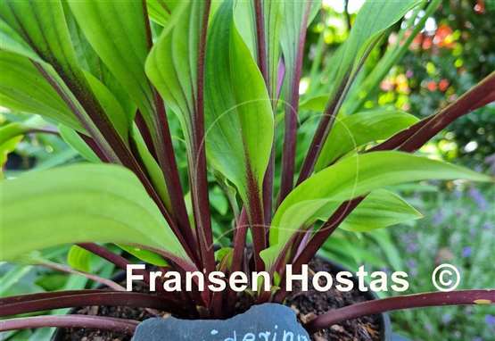 Hosta Considering Concordville