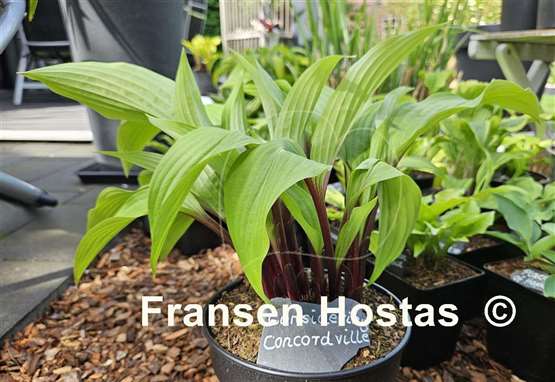 Hosta Considering Concordville