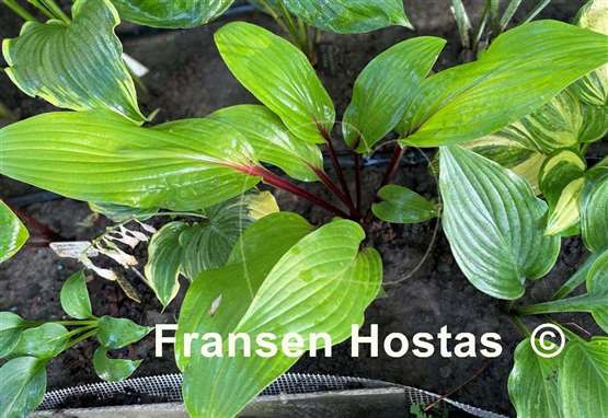 Hosta Considering Concordville