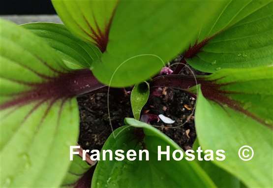 Hosta Considering Concordville