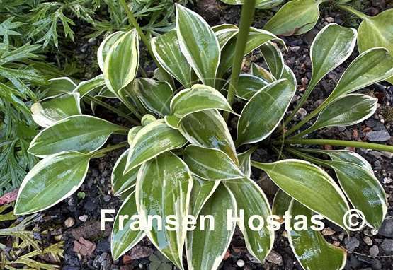 Hosta Cookie Crumbs