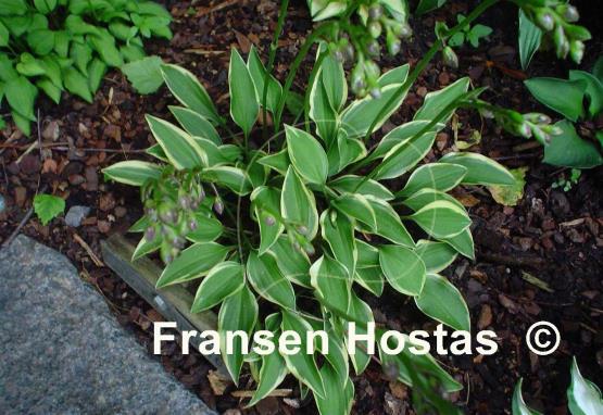 Hosta Cookie Crumbs