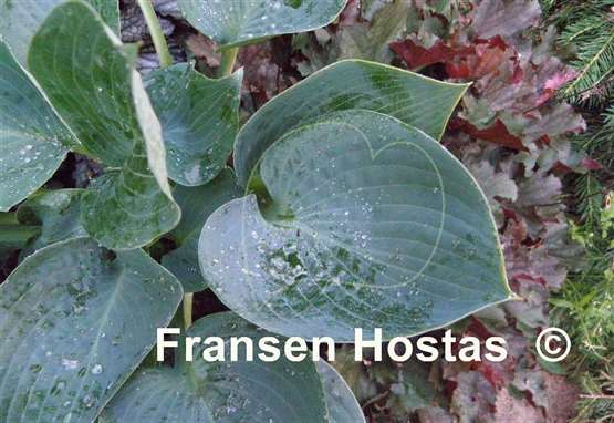 Hosta Cool Dreams