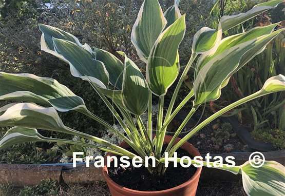 Hosta Cool Mistress