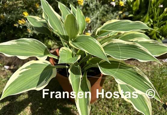Hosta Cool Mistress