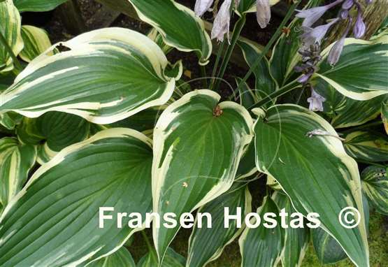Hosta Cool Mistress