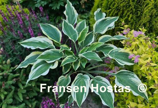 Hosta Cool Mistress