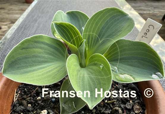 Hosta Cool Mouse