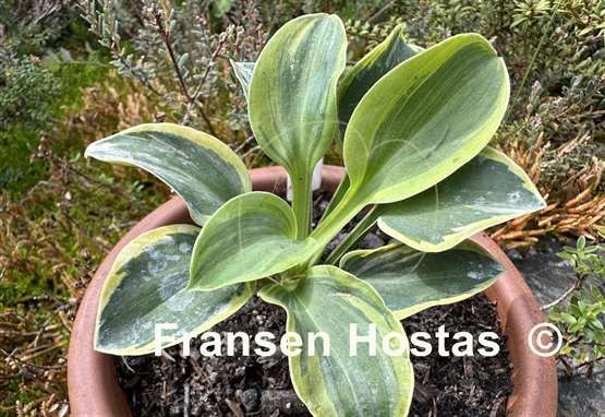 Hosta Cool Mouse