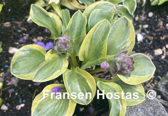 Hosta Cool Mouse