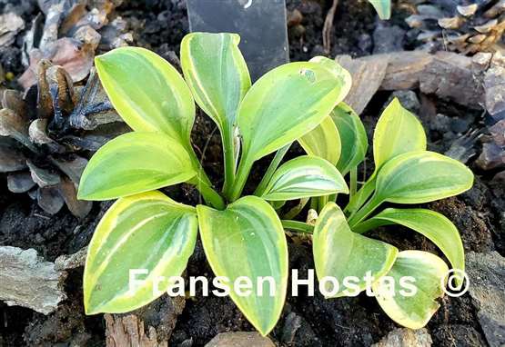 Hosta Cool Mouse