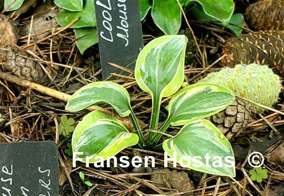 Hosta Cool Mouse